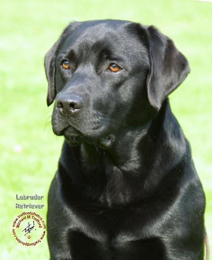 Labrador Retriever 9A054D-23.JPG